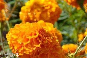 葉黃素可以保護(hù)眼睛嗎？有這個(gè)作用