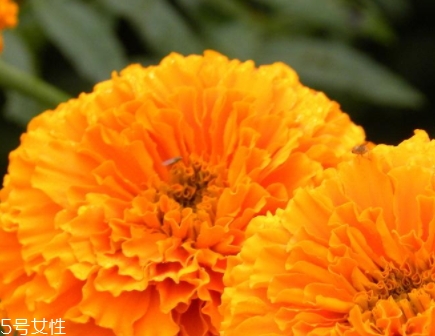 葉黃素可以空腹吃嗎？服用葉黃素要注意這些問(wèn)題