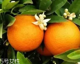 柑橘調(diào)香水好聞嗎？吃了這個(gè)大橘子