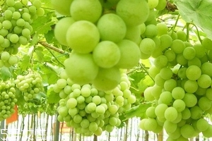 葡萄籽會上火嗎？正常是不會的