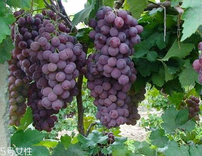 葡萄籽會上火嗎？正常是不會的