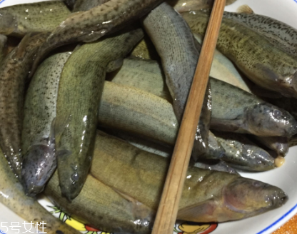 泥鰍是鯰魚嗎？泥鰍跟鯰魚不同