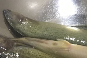 泥鰍會吃小魚嗎？這個是不會的