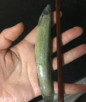 泥鰍會吃小魚嗎？這個是不會的