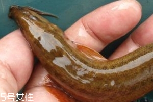 吃泥鰍會過敏嗎？一般不會