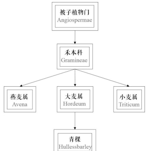 青稞是大麥嗎？青稞是小麥嗎