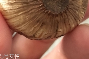黑蒜是種植出來(lái)的嗎？黑蒜怎么來(lái)的