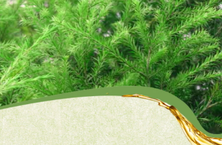 茶樹精油可以治灰指甲嗎？茶樹精油怎么治灰指甲