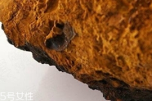 樺樹茸為什么中國禁止？樺樹茸國內(nèi)能買到嗎？