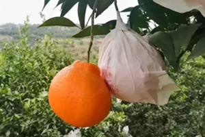 春見為什么叫耙耙柑？春見和耙耙柑區(qū)別