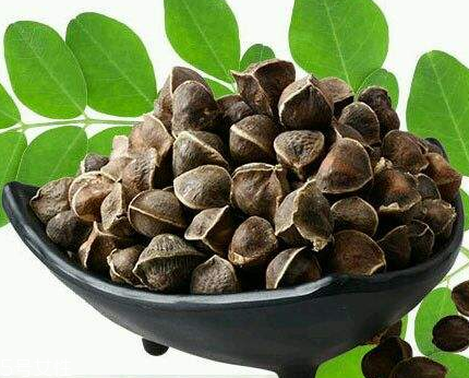 辣木籽能治口臭嗎？口臭吃辣木籽好嗎？