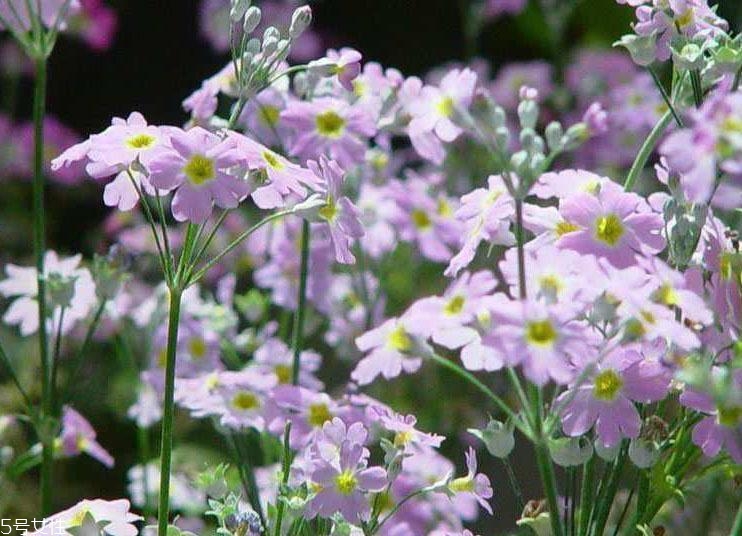 伊索櫻草面膜孕婦能用嗎 aesop櫻草面膜適合敏感肌嗎 伊索櫻草面膜孕婦能用嗎 aesop櫻草面膜適合敏感肌嗎