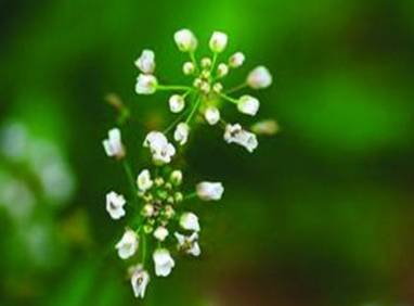 地菜花是什么菜？地菜花是熱性還是涼性