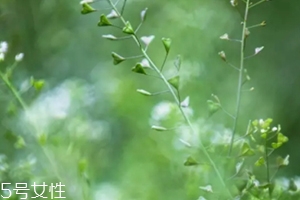 地菜花薺菜花煮雞蛋上午吃還是下午吃？