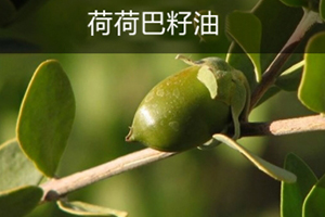 荷荷巴油可以豐胸嗎？荷荷巴油豐胸手法
