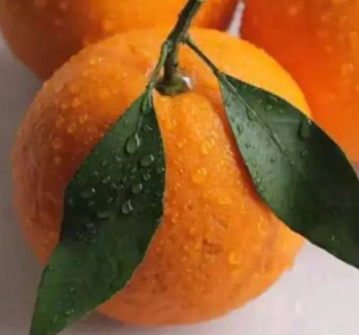 春見和不知火哪個好吃？春見不知火的不同