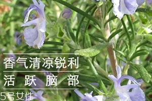 迷迭香精油怎么用？迷迭香精油使用注意事項(xiàng)