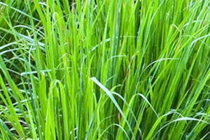 檸檬草精油怎么用？檸檬草精油使用禁忌