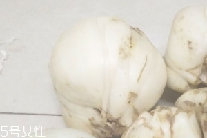 新鮮百合能種嗎？新鮮百合好種植嗎？