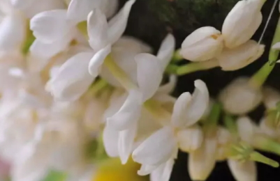 茉莉精油多少錢一瓶？茉莉精油為什么貴
