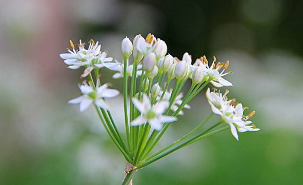 韭菜花多少錢一斤？韭菜花市場行情