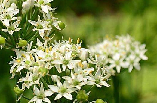 韭菜花多少錢一斤？韭菜花市場行情
