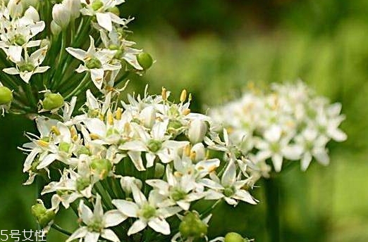 韭菜花和韭菜籽哪個好？韭菜花和韭菜籽的不同
