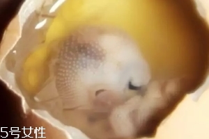 雞仔胎怎么煮？雞仔胎這樣做更美味