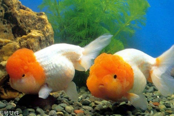養(yǎng)魚不死的護(hù)膚品安全嗎 護(hù)膚品養(yǎng)魚實驗真相解析