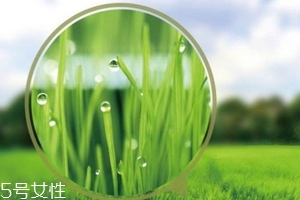 大麥若葉青汁會(huì)過(guò)敏嗎？