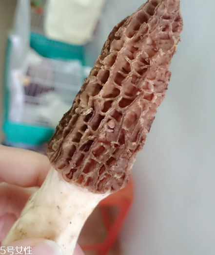羊肚菌是什么東西？羊肚菌能吃嗎？