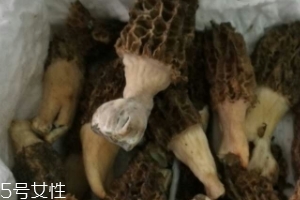 羊肚菌是怎么長出來的？