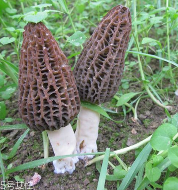 羊肚菌是發(fā)物嗎？羊肚菌屬于發(fā)物嗎？