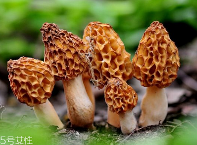 羊肚菌是發(fā)物嗎？羊肚菌屬于發(fā)物嗎？