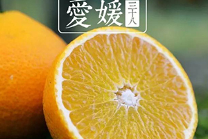 愛媛38號是橙子還是橘子？愛媛38號適合哪里種植？