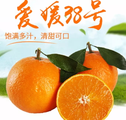愛媛38號是橙子還是橘子？愛媛38號適合哪里種植？