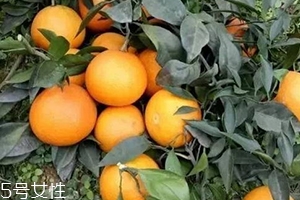 愛媛38號與沃柑哪個好吃？愛媛38號與沃柑對比