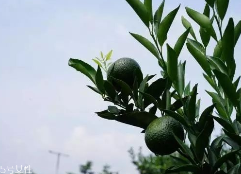 小青柑會發(fā)霉嗎？小青柑如何保存？