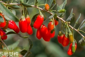 枸杞是發(fā)物嗎？枸杞屬于發(fā)物嗎？