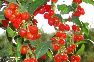 枸杞是大的好還是小的好？枸杞買大還是買小？