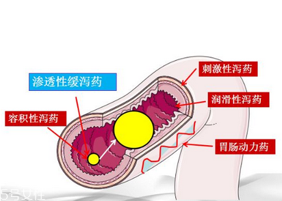 瀉藥吃了多久后開(kāi)始排便？