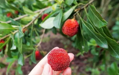 東魁楊梅好吃嗎？東魁楊梅為什么這么火