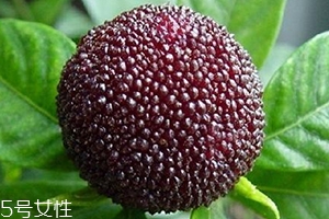 烏酥楊梅多少錢一斤？烏酥楊梅好吃嗎
