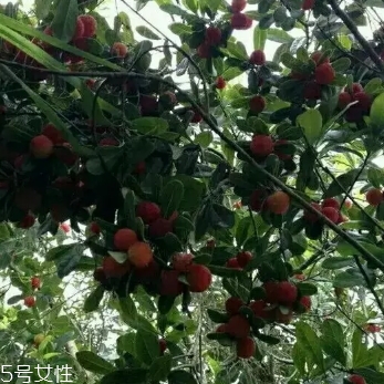 烏酥楊梅多少錢一斤？烏酥楊梅好吃嗎