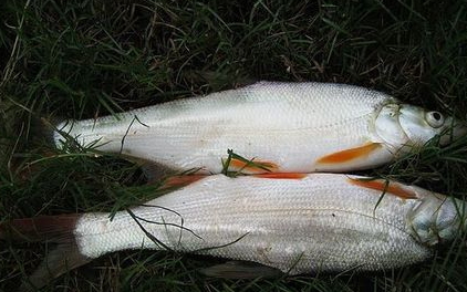 紅尾魚怎么做好吃？紅尾魚的做法大全