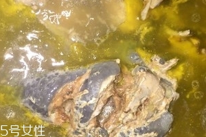 烏骨雞是烏雞嗎？烏骨雞是什么雞？