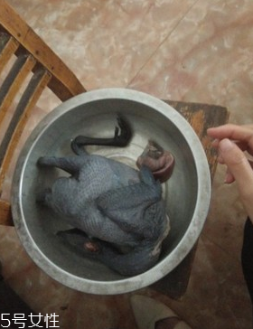 烏骨雞是烏雞嗎？烏骨雞是什么雞？