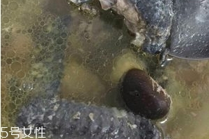 烏雞是發(fā)物嗎？烏雞屬于發(fā)物嗎？