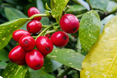 蔓越莓膠囊和維生素c能同時(shí)吃嗎？和維生素c同時(shí)吃會(huì)怎樣