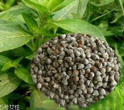 圣潔莓可以長期吃嗎？長期圣潔莓好嗎？